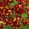 Lipscanoaie Coreopsis Roulette