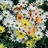 Margareta africana Osteospermum Limpopo Mixed