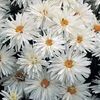 Margarete batute Leucanthemum Crazy Daisy