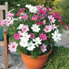 Mararite Cosmos Dwarf Sonata Mixed 1