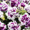 Petunia batuta Pirouette Purple