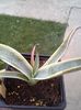 agave weberi arizona star