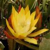 epiphyllum-hybrid-humdinger