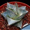 Agave pumila cv Nana - achizitionata