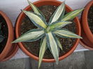 Agave Americana Mediopicta Lutea Striata = 95 lei (planta matura)