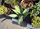 Agave Salmiana Green Goblet = 75 lei (planta matura)