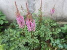 Astilbe red