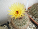 Notocactus brederoianus - 16.05