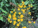 Coreopsis grandiflora