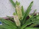 Eucomis punctata (3)