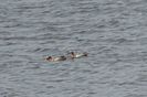 56aT - Rata Garganey