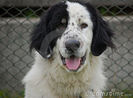 portrait-bucovina-shepherd-dog-14026009