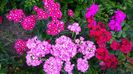 Dianthus barbatus