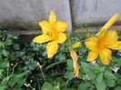 Hemerocallis (4)