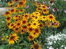 Rudbeckia (3)