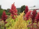 Amarant (Amaranthus cruentus) Autumn Palette1-stir decorativ