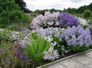 Clopotei pereni Bellflowers mix 0