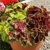 Urzicuta Coleus Wizard Mix 