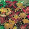 Urzicuta Coleus Flame Dancers