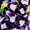 Torenia Deep Blue