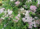 Spirea-little princess (2)