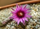 Turbinicarpus pseudopectinatus