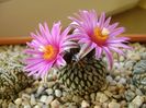 Turbinicarpus pseudopectinatus