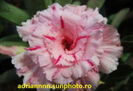 Adenium Karat