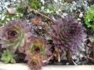 Sempervivum