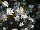 magnolia stellata