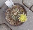 Echinocereus viridiflorus 1