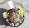 Echinocereus viridiflorus 2