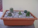 Grup de 5 echinocereus