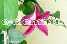 Clematis Texensis 'Princess Diana'