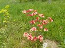 azalea Corneille