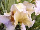 Iris Mutted Melody