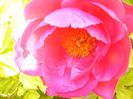 Paeonia Paula Fay