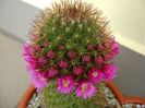 Mammillaria backebergiana