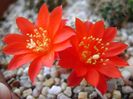 Rebutia krainziana