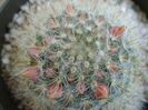 Mammillaria bocasana