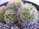 Mammillaria carmenae