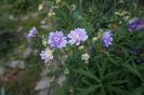 Geranium Summer Skies