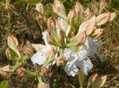 azalea Schneegold