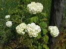 viburnum opulus Roseum