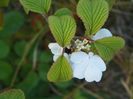 viburnum Watanabe