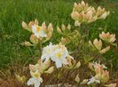 azalea Schneegold