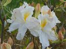 azalea Schneegold