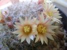 Mammillaria bocasana