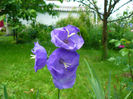 Campanula Azure Beauty