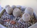 Grup de 5 epithelantha & 2 Lithops fulviceps